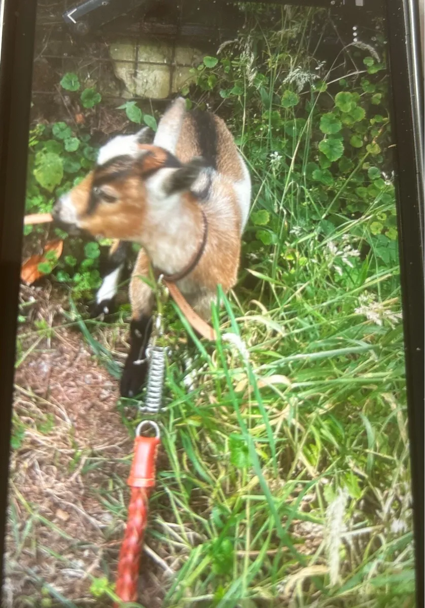 PYGMY GOATS - Image 1