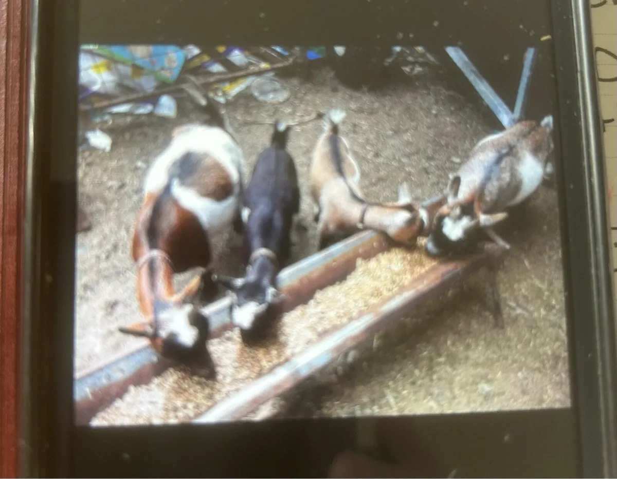 PYGMY GOATS - Image 3