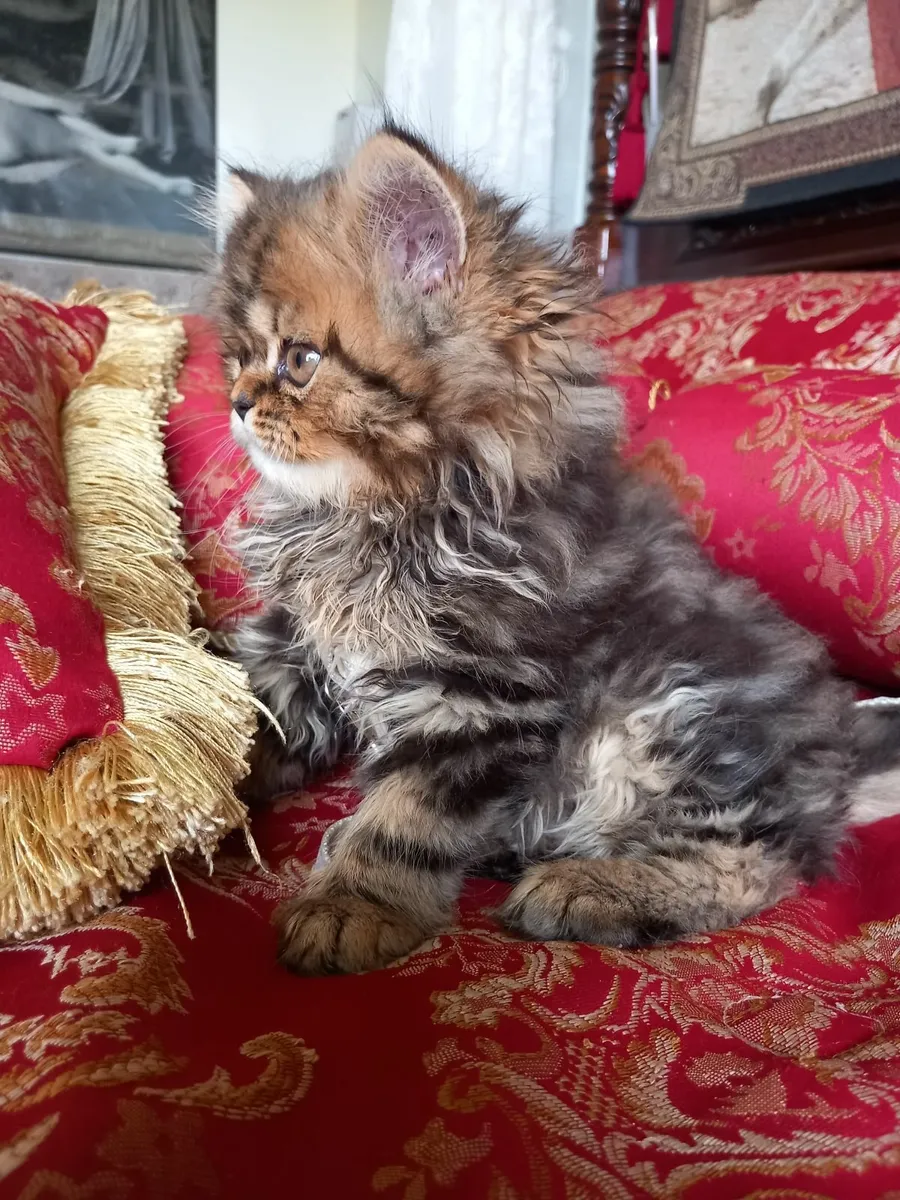 Golden Chinchilla Persian Kitten - Image 1