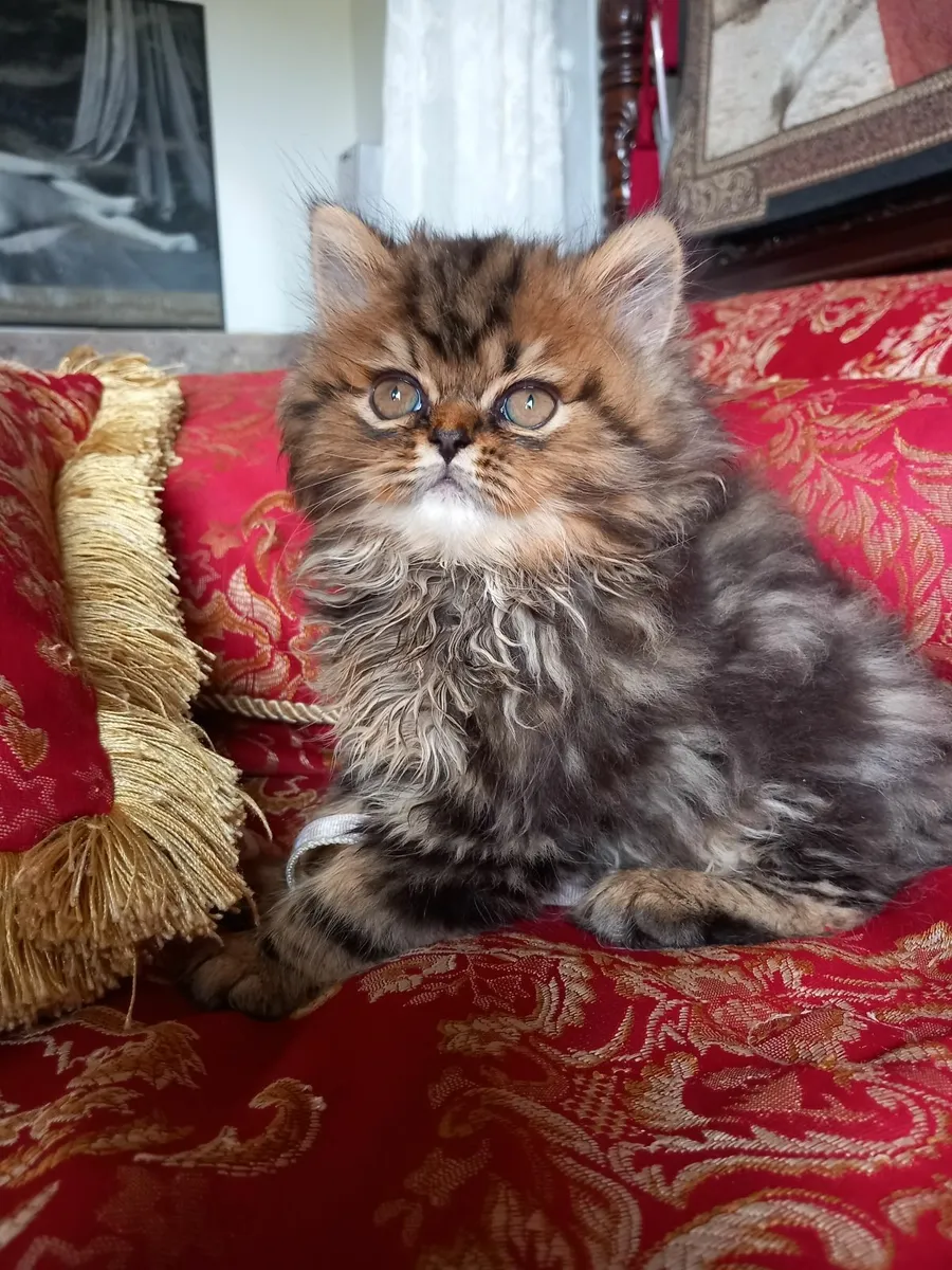 Golden Chinchilla Persian Kitten - Image 2