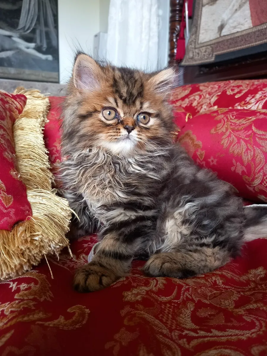 Golden Chinchilla Persian Kitten - Image 3