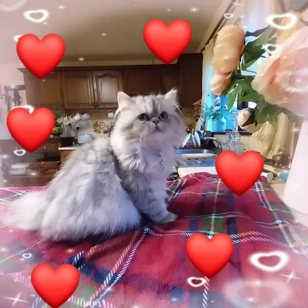 Golden Chinchilla Persian Kitten - Image 4