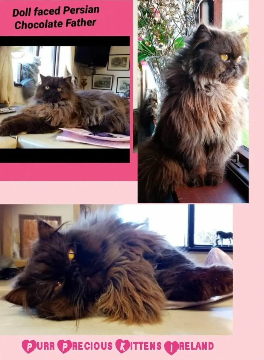 Fabulous rare Brown  Persian Kitten - Image 3