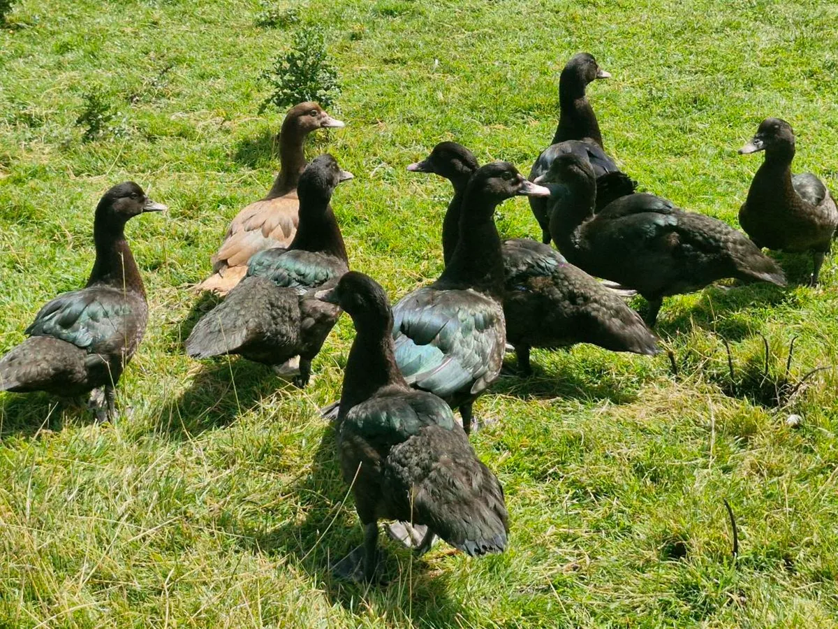 Muscovys & goslings - Image 1