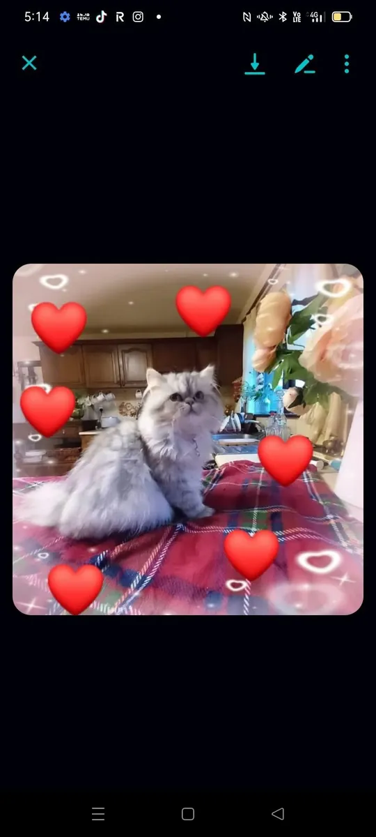 Beautiful Persian male kitten - Image 2