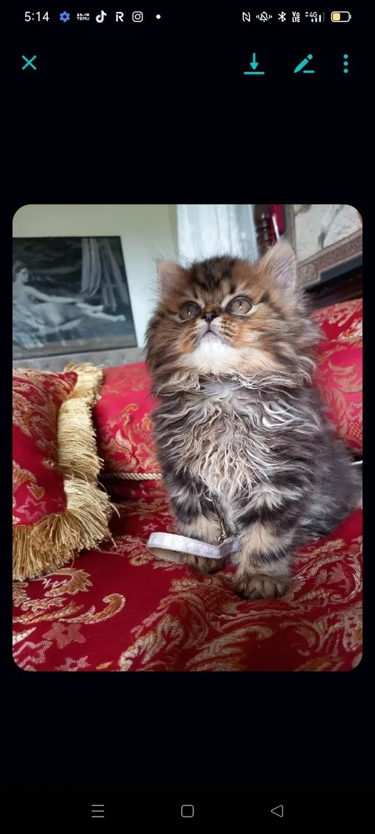 Beautiful Persian male kitten - Image 3