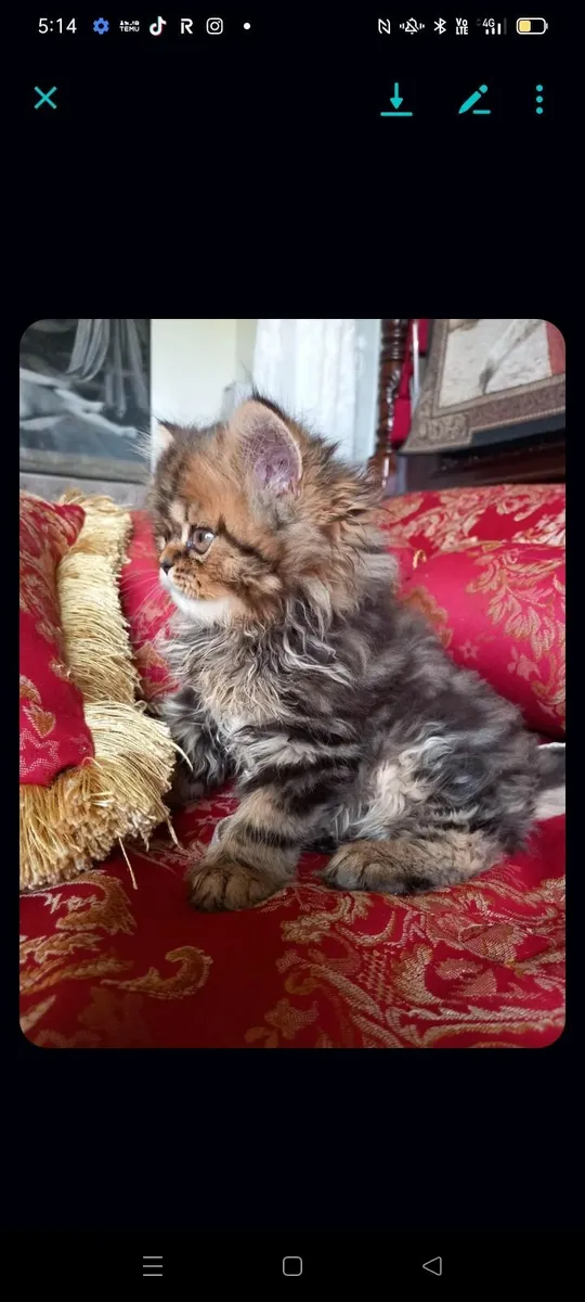 Beautiful Persian male kitten - Image 4