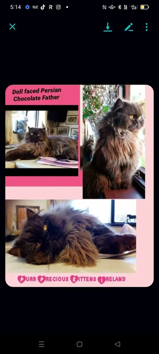 Stunning  Blue Chinchilla Persian female kitten - Image 2
