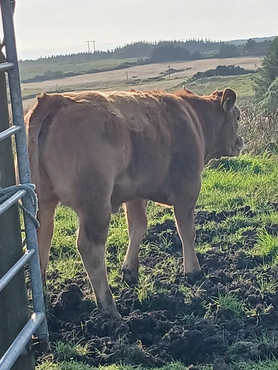Livestock - Image 4