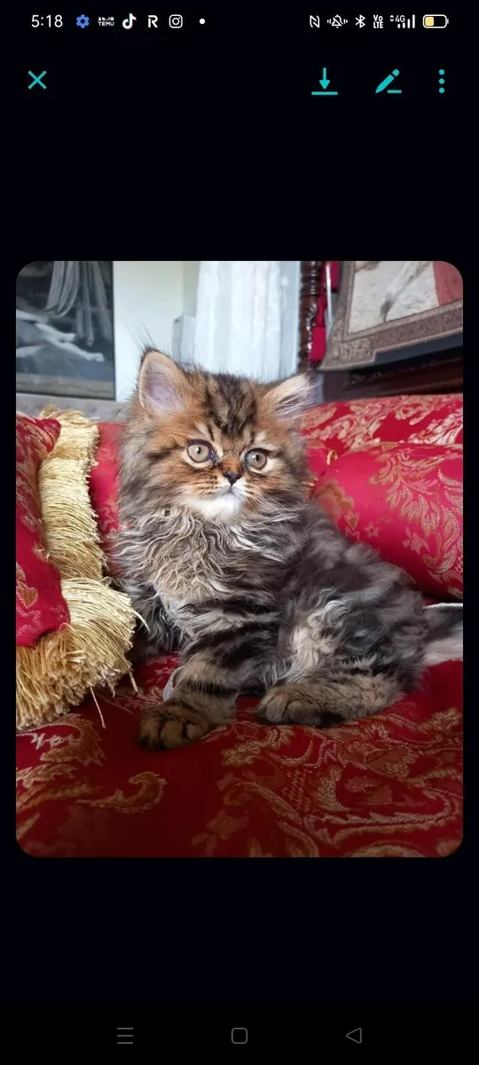 Beautiful Persian male kitten - Image 1