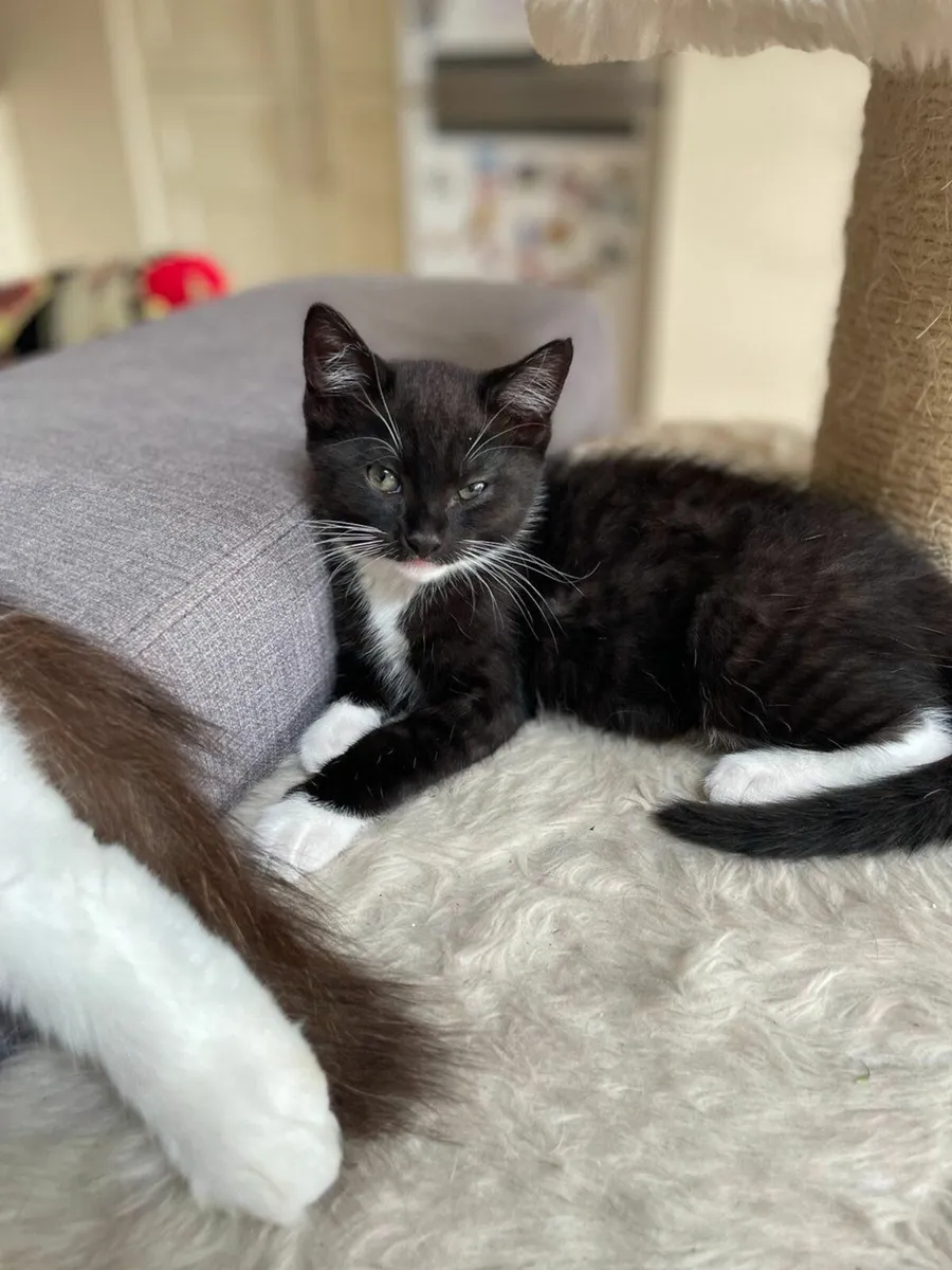 Beautiful and very playful kittens - Image 1