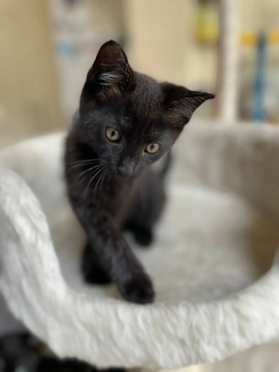 Beautiful and very playful kittens - Image 2