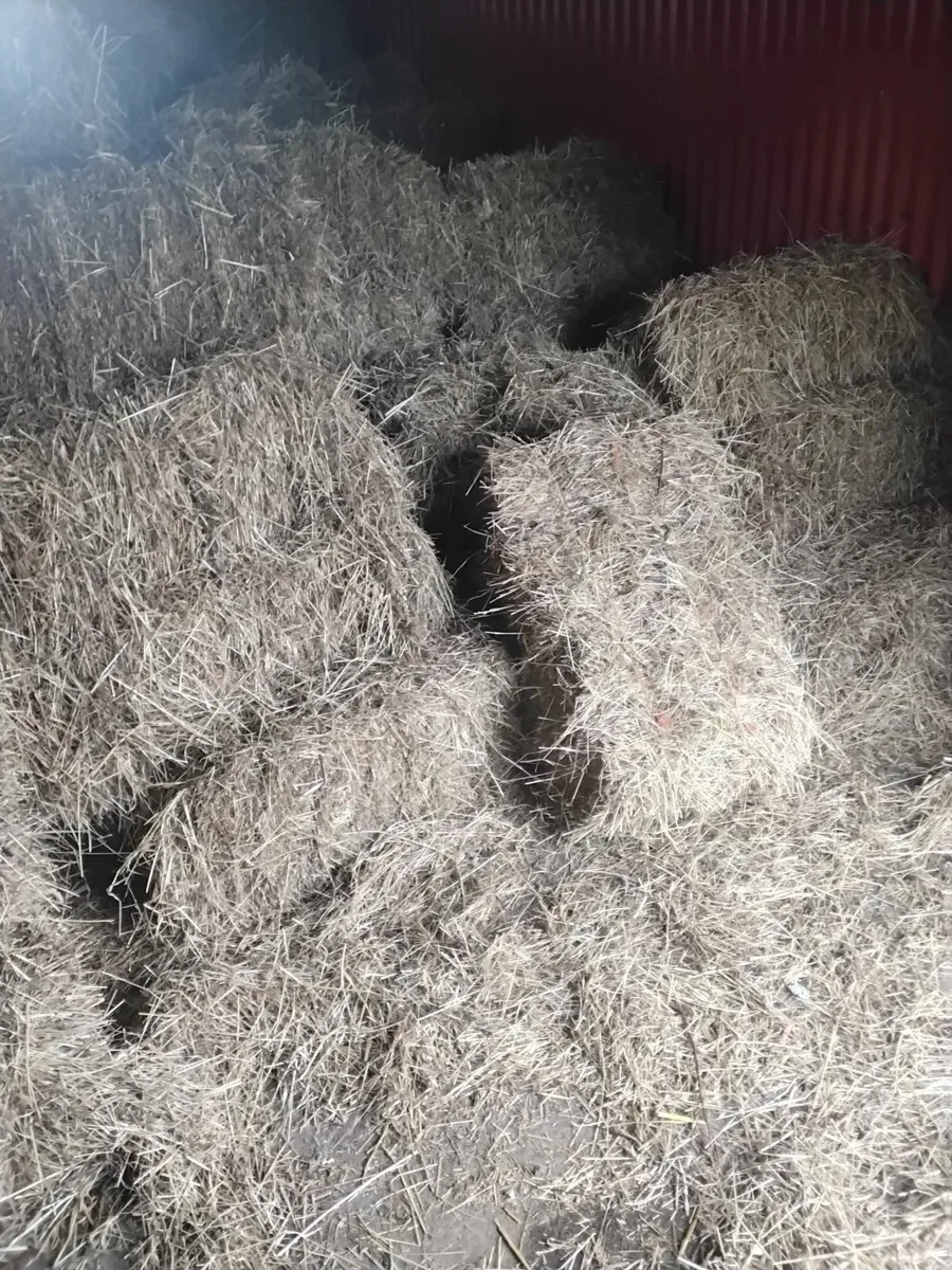 Good quality square bales of hay