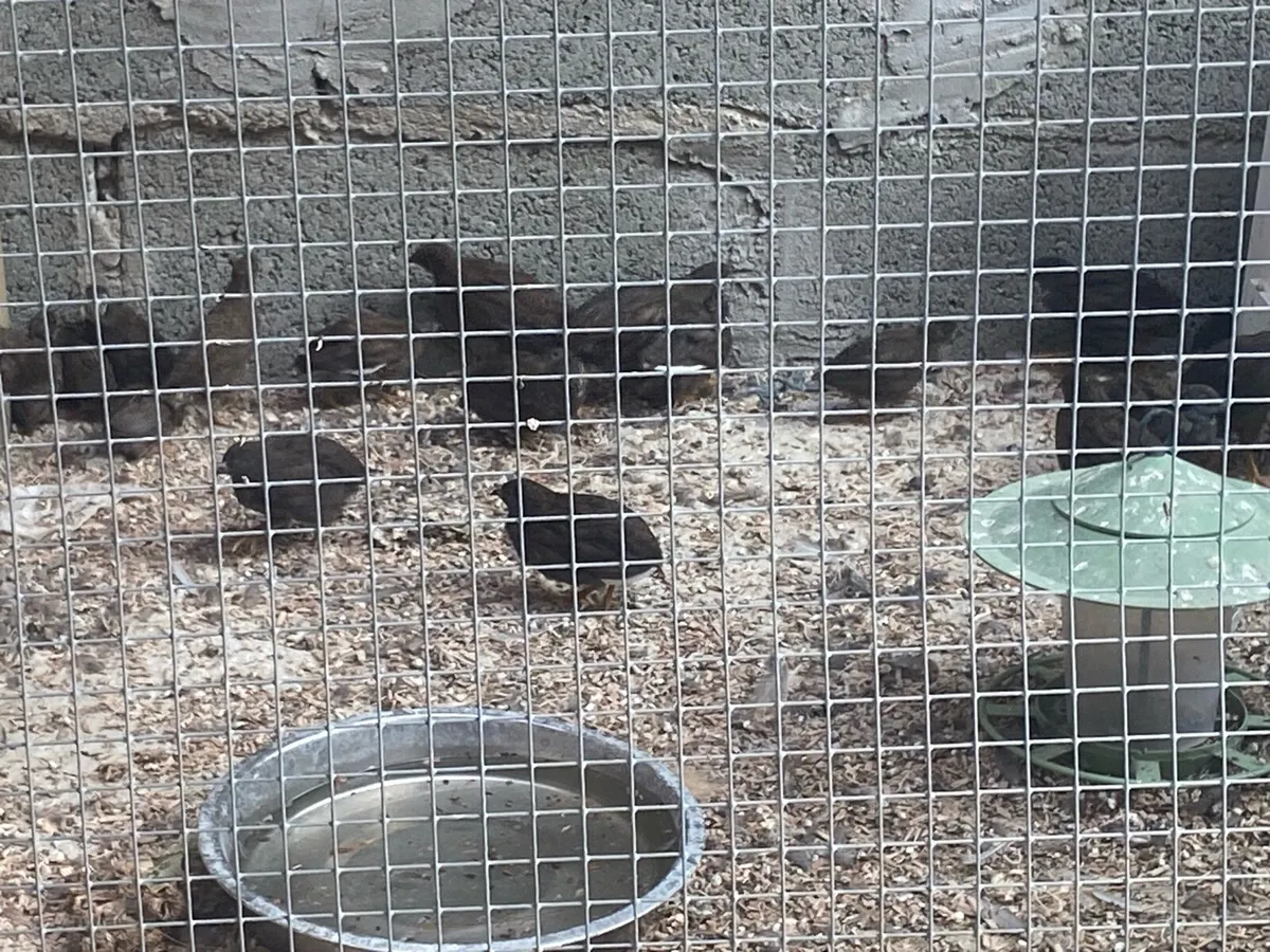 Button quail - Image 1