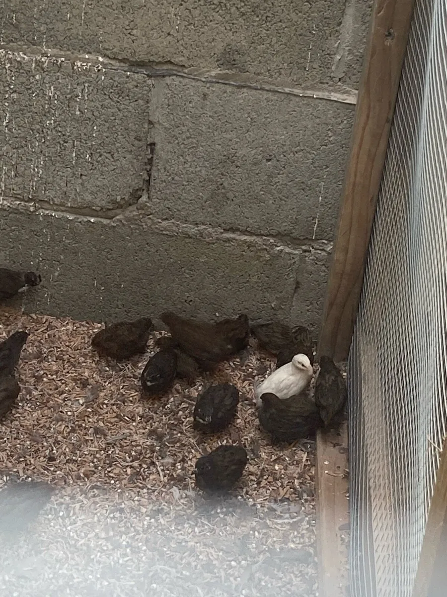 Button quail - Image 2