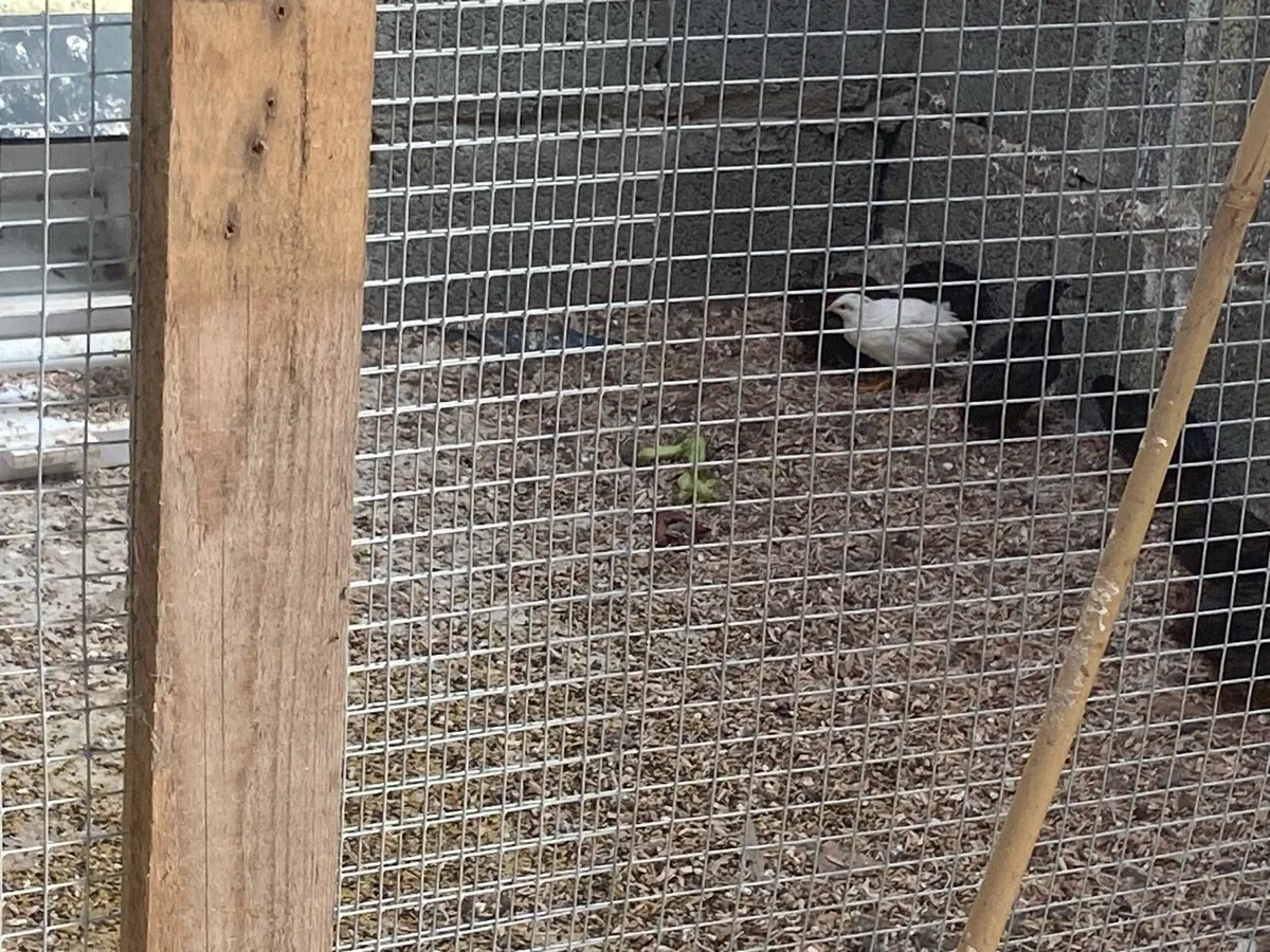 Button quail - Image 3