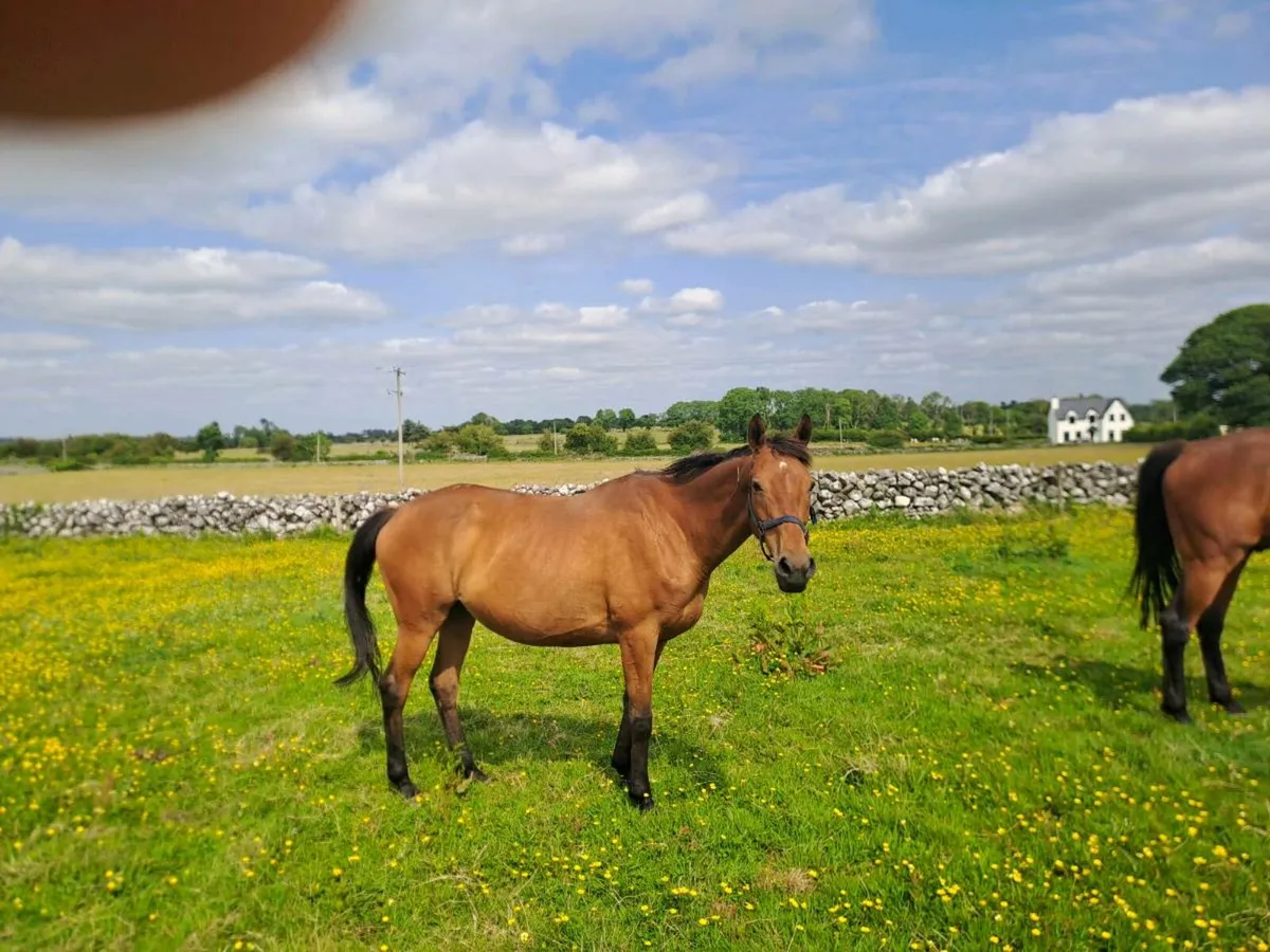 THOROUGHBRED MARE - Image 1