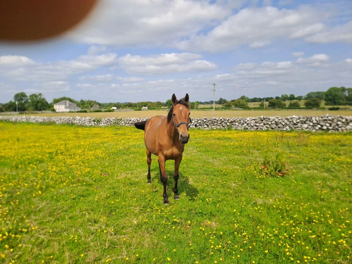 THOROUGHBRED MARE - Image 2