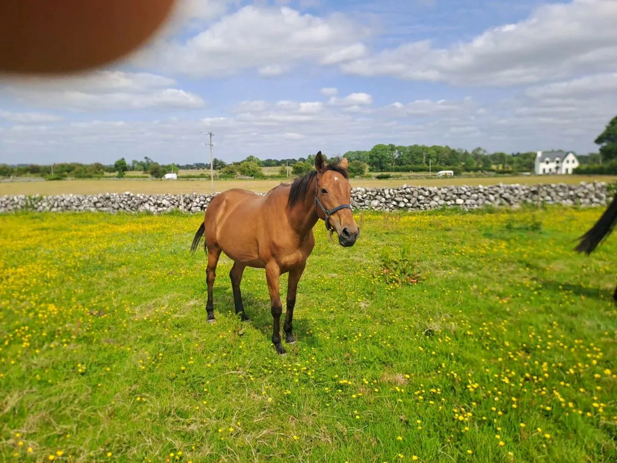 THOROUGHBRED MARE - Image 3