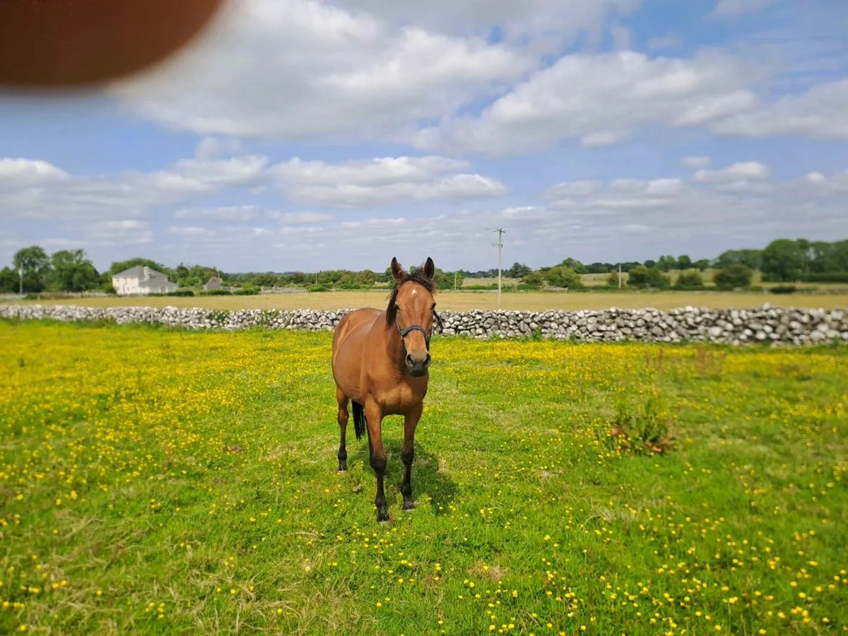 THOROUGHBRED MARE - Image 4