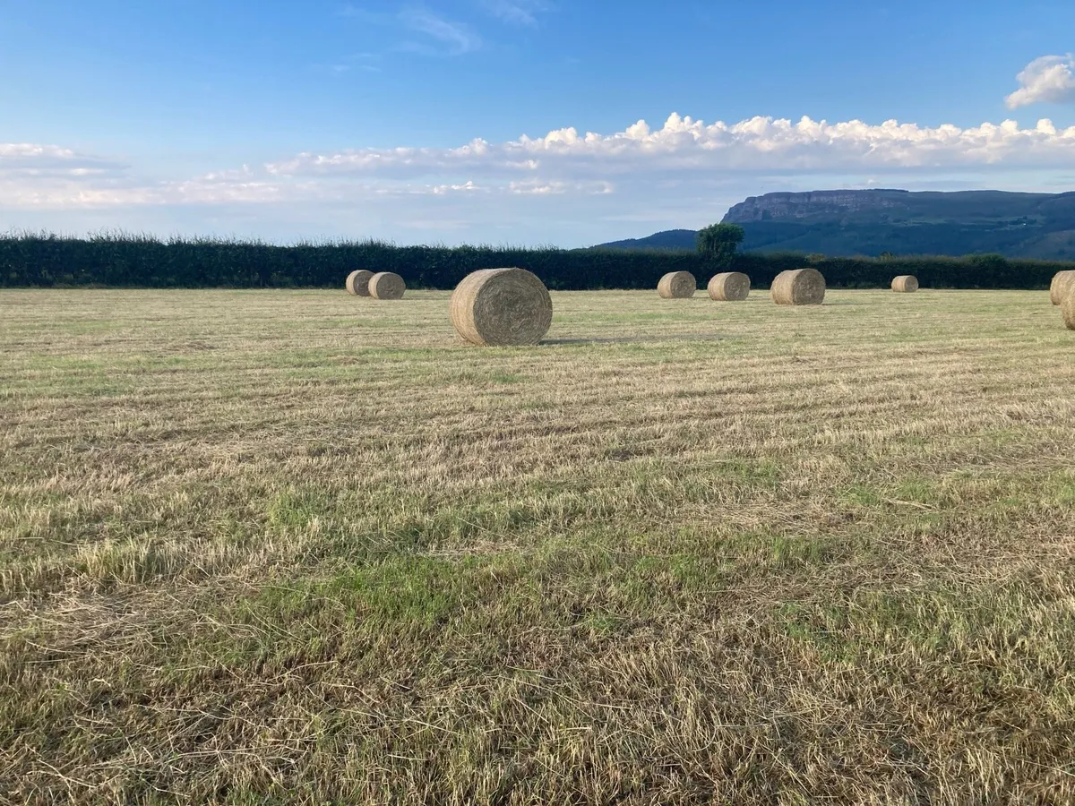 Round bales of hay for sale - Image 2