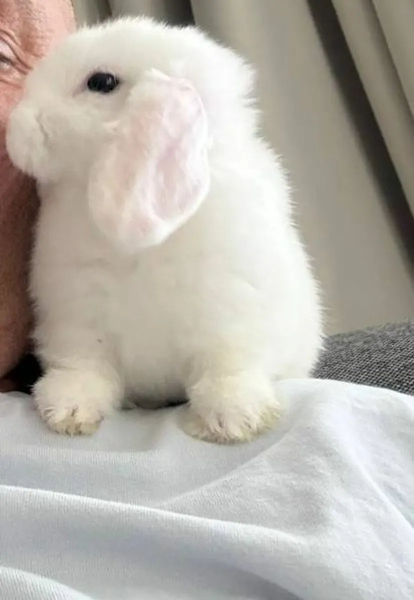 Rabbit - Image 1