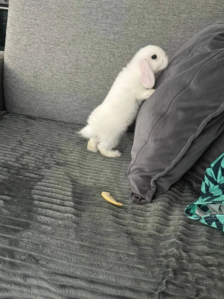 Rabbit - Image 2