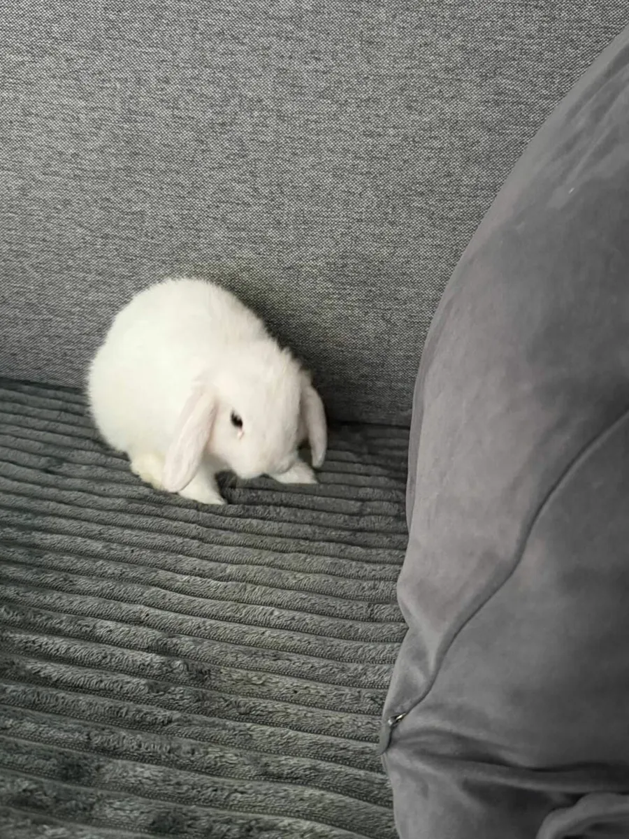 Rabbit - Image 4