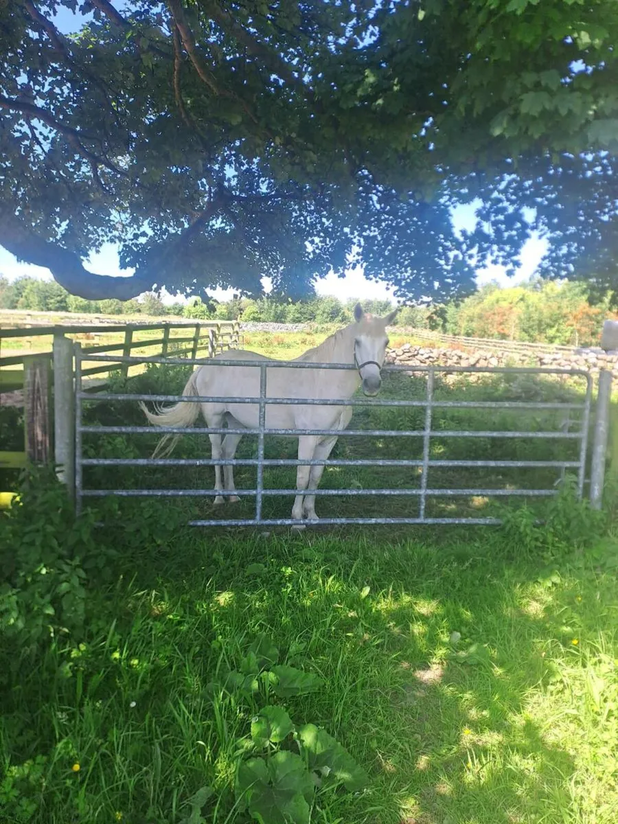 Connemara pony mare - Image 1