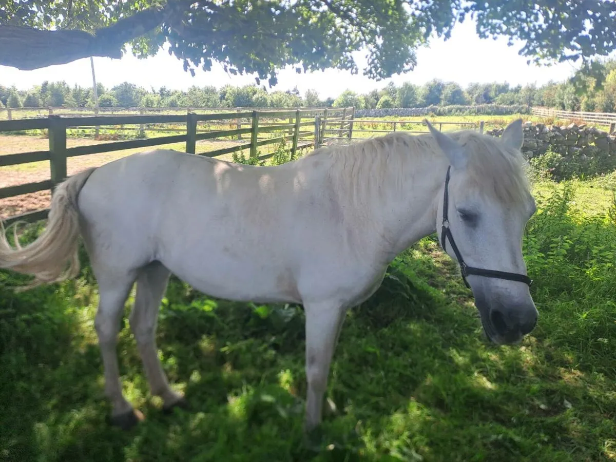 Connemara pony mare - Image 3