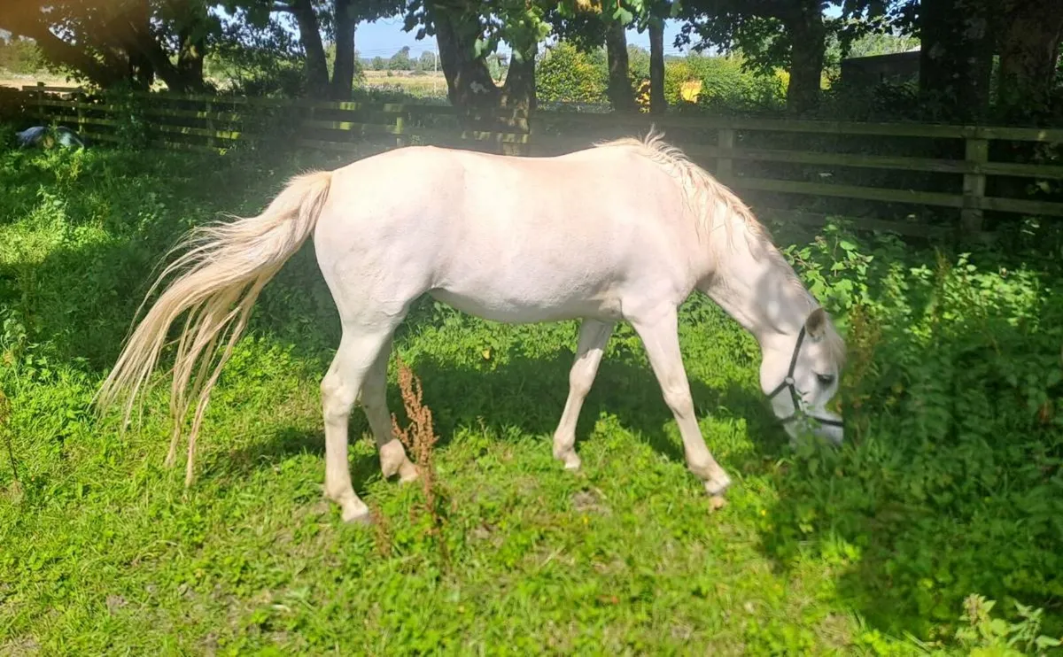 Connemara pony mare - Image 4
