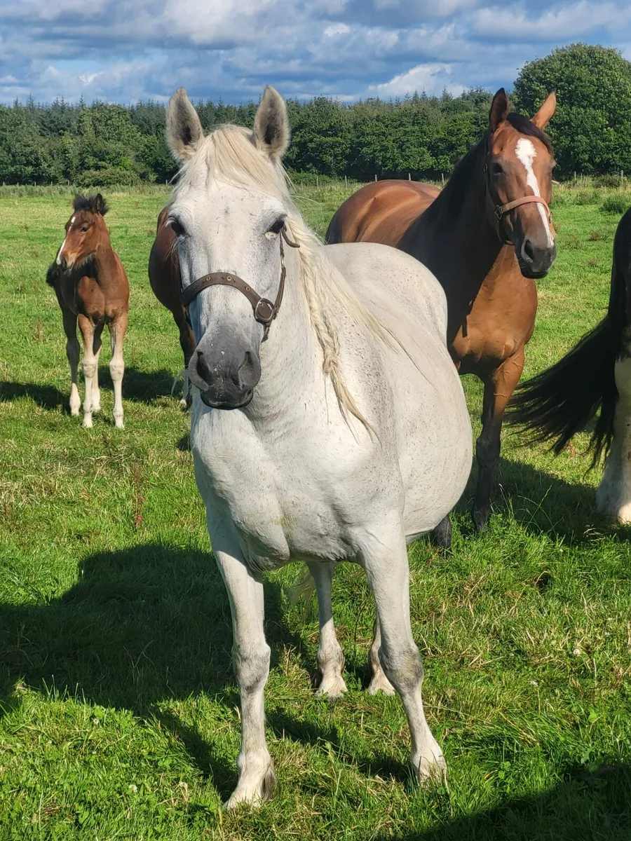 09 Connie mare - Image 1