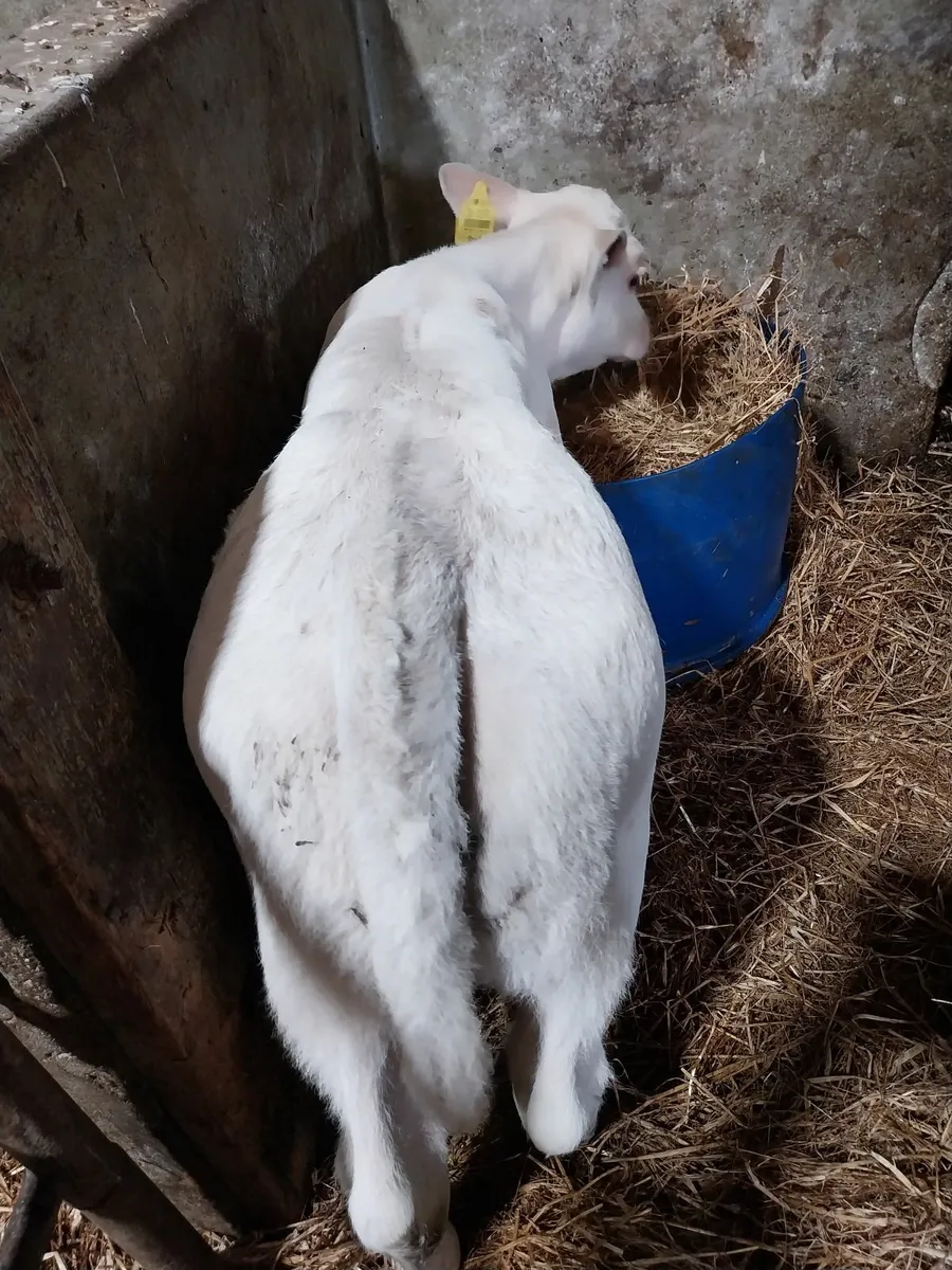Top quality heifer calves - Image 1