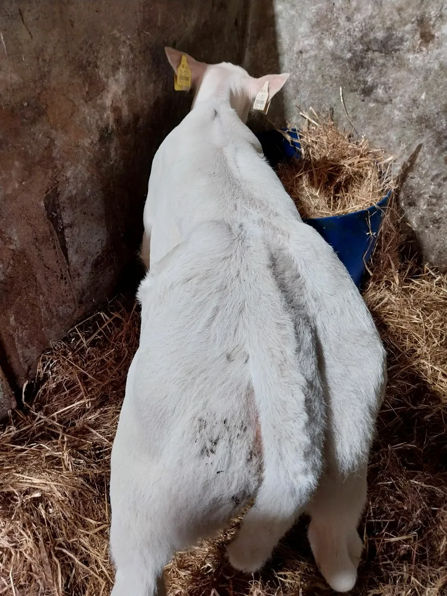 Top quality heifer calves - Image 2