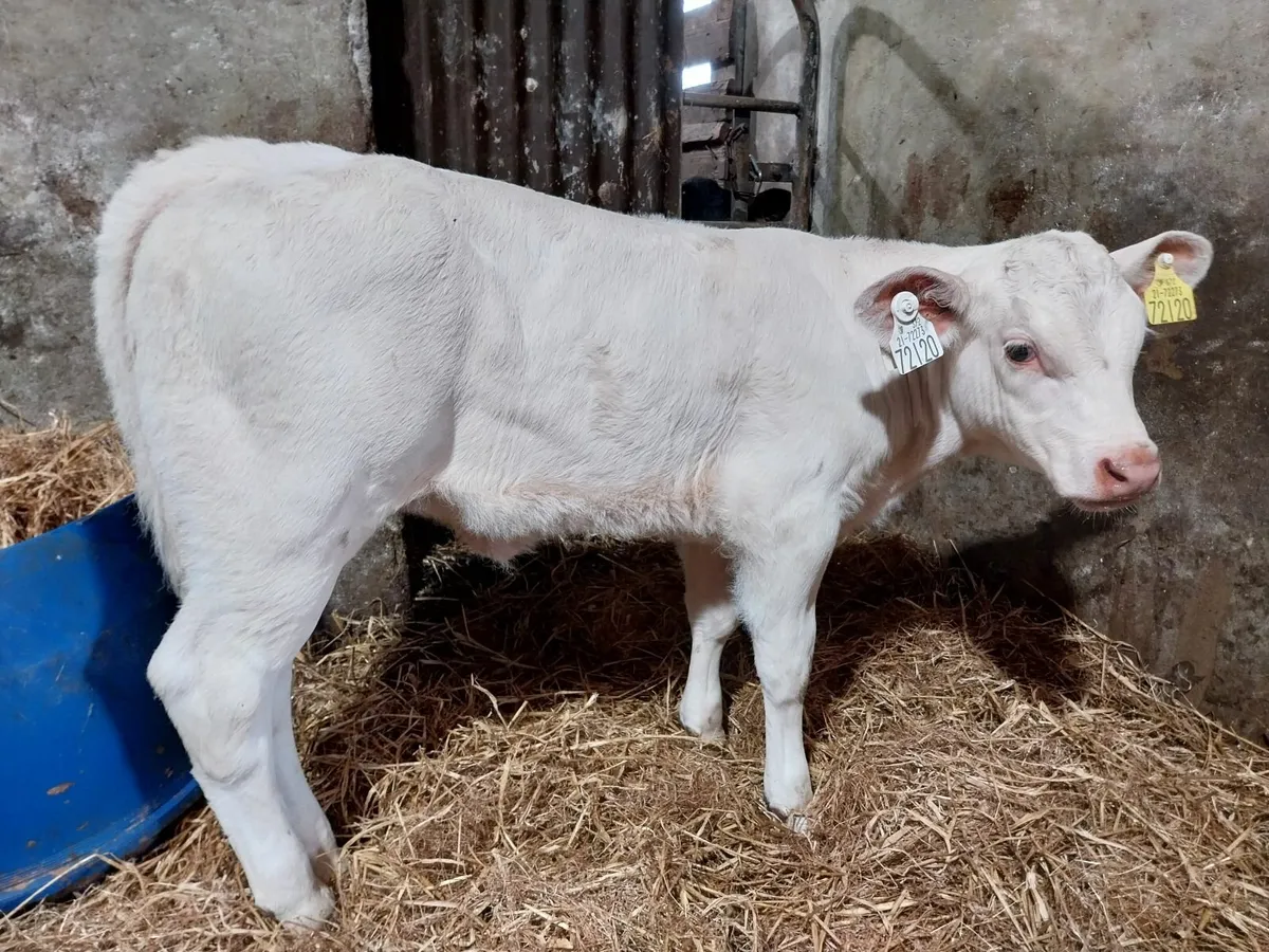 Top quality heifer calves - Image 3