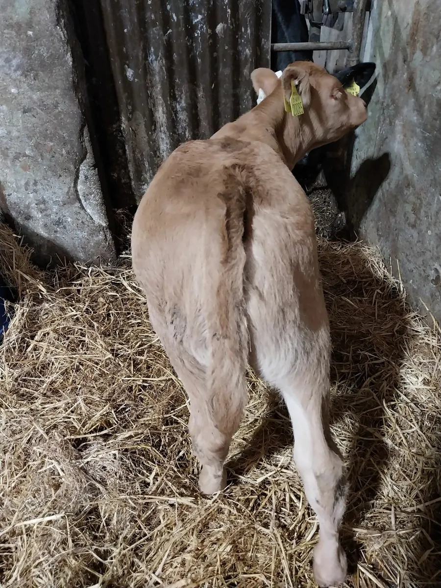 Top quality heifer calves - Image 4