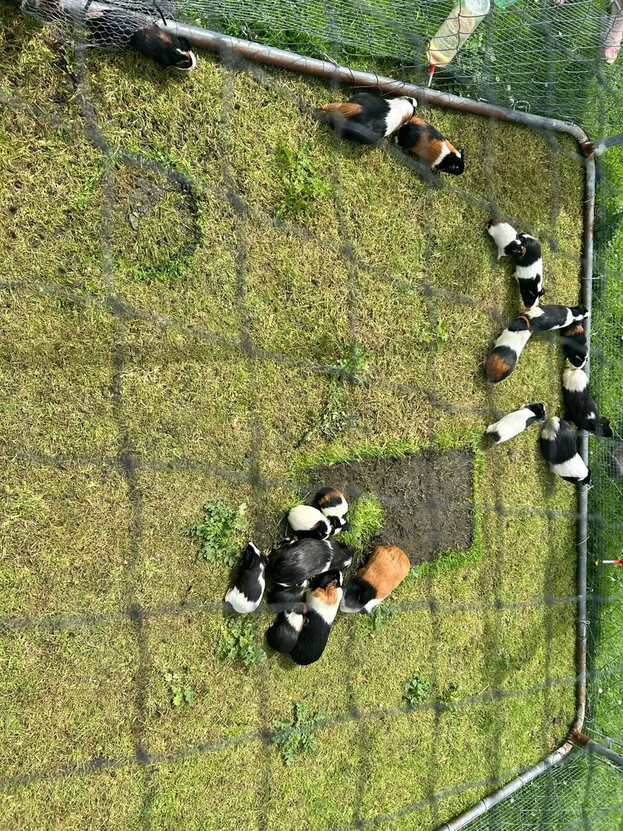 Guinea pigs - Image 2
