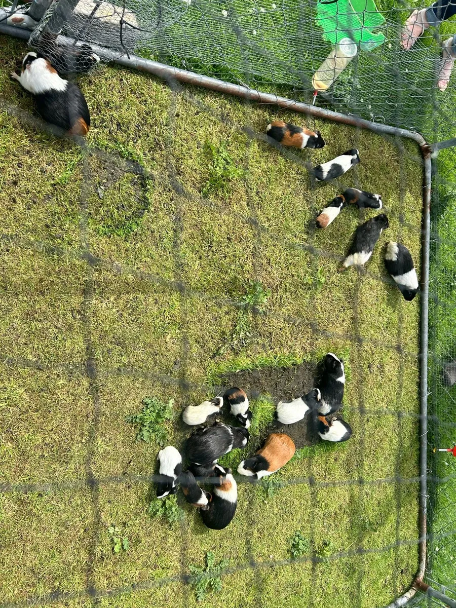 Guinea pigs - Image 3