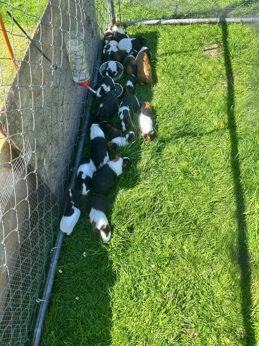 Guinea pigs - Image 1