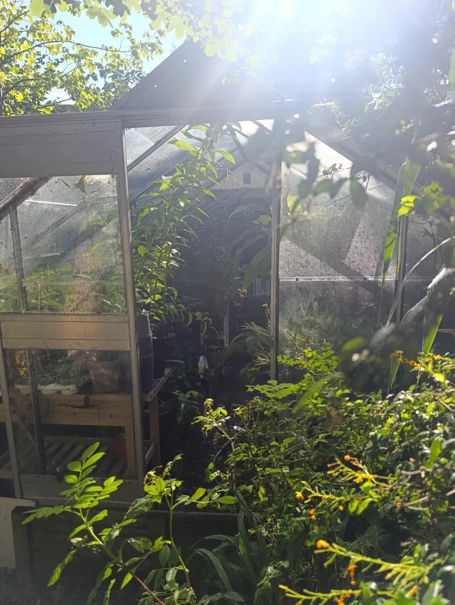 Green house - Image 1