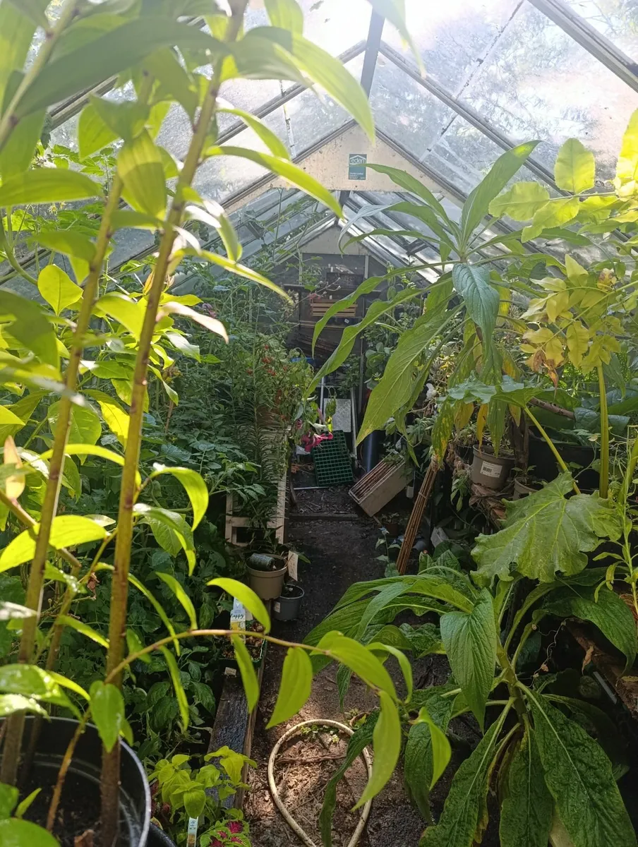 Green house - Image 3