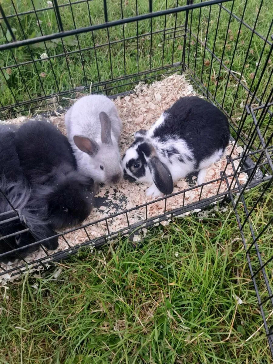 Rabbits - Image 1