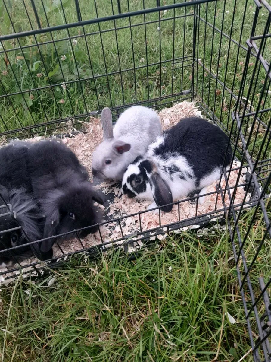 Rabbits - Image 2