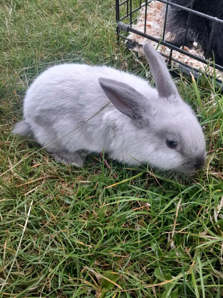 Rabbits - Image 3