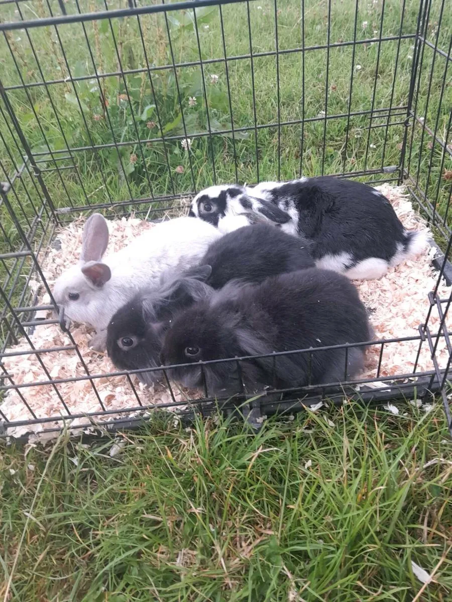 Rabbits - Image 4