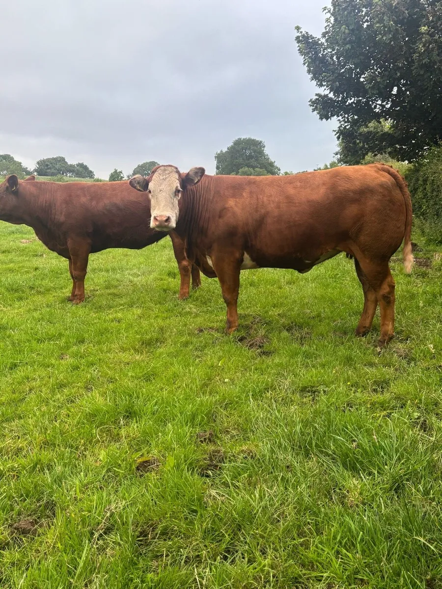 💥💥 Superb Incalf Heifers 💥💥 - Image 2