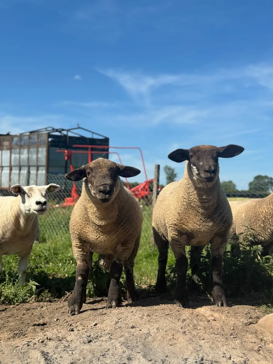 Suftex Lambs - Image 1