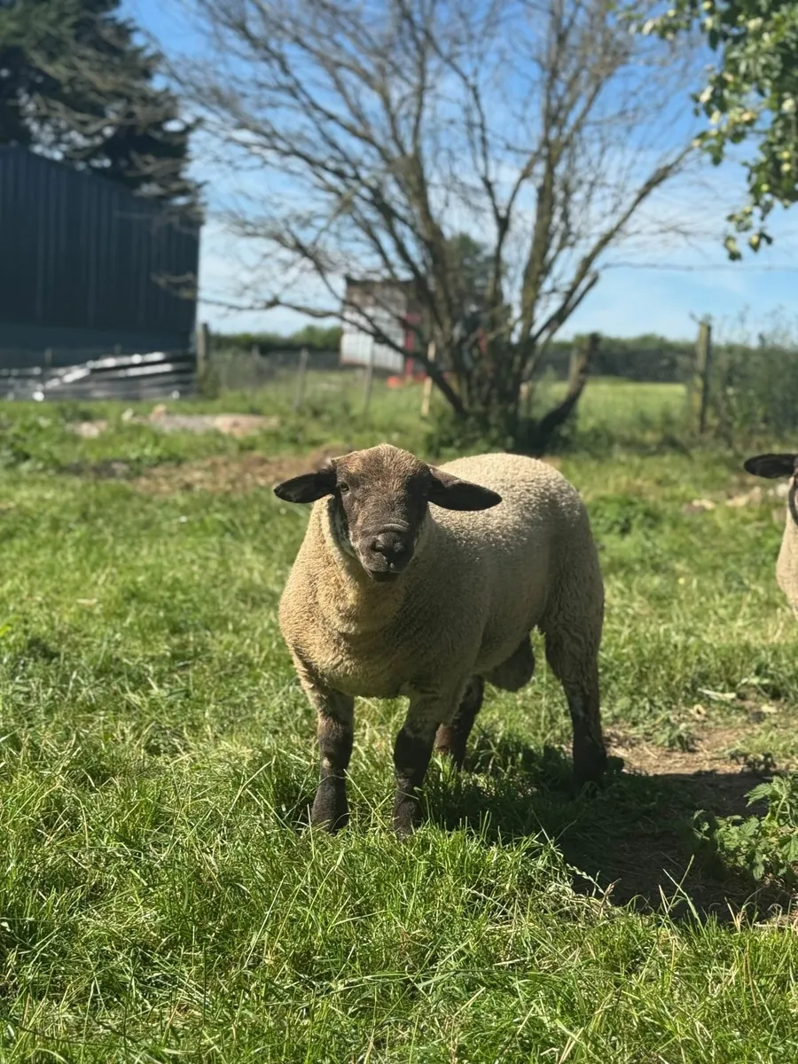 Suftex Lambs - Image 2
