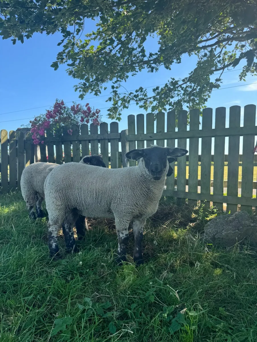 Suftex Lambs - Image 3