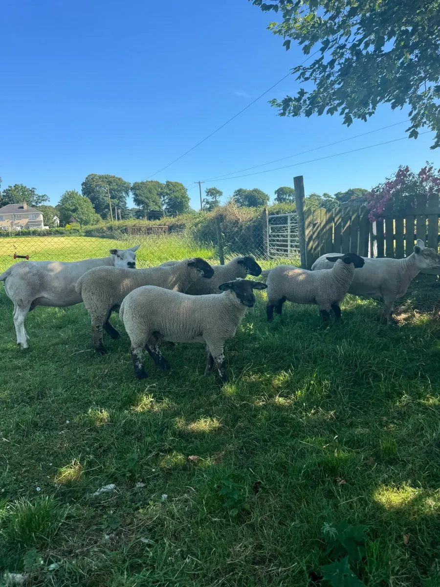 Suftex Lambs - Image 4